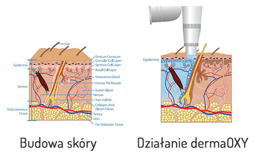 udowa skóry i działanie DermaOXY